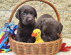 Nabídka hnědých labradorských štěňat