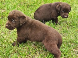 Nabídka hnědých labradorských štěňat