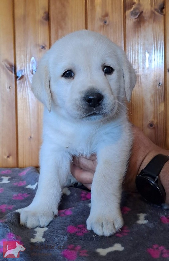 Labrador - štěňátka s PP