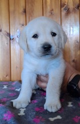 Labrador - štěňátka s PP