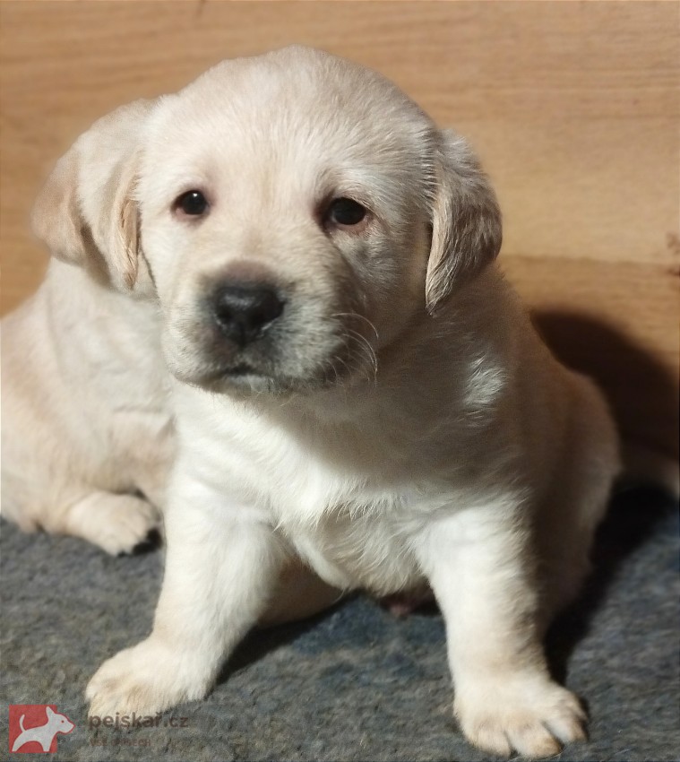 Labrador krásná štěňátka s PP