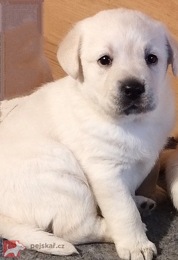 Labrador krásná štěňátka s PP