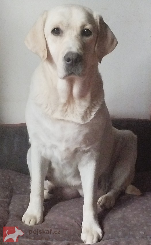 Labrador krásná štěňátka s PP