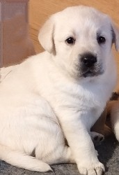 Labrador krásná štěňátka s PP