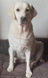 Labrador krásná štěňátka s PP