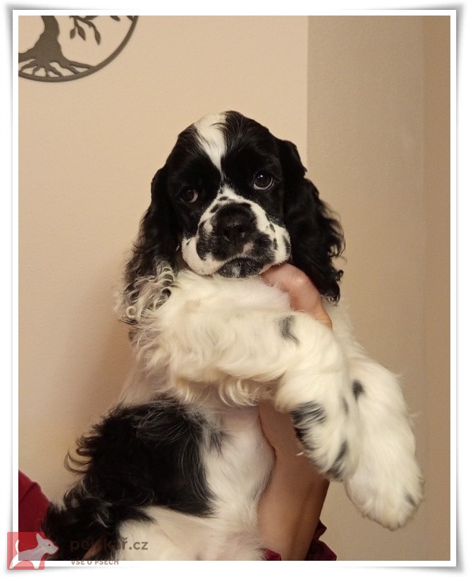 AMERICKÝ KOKRŠPANĚL AMERICKÝ KOKRŠPANĚL