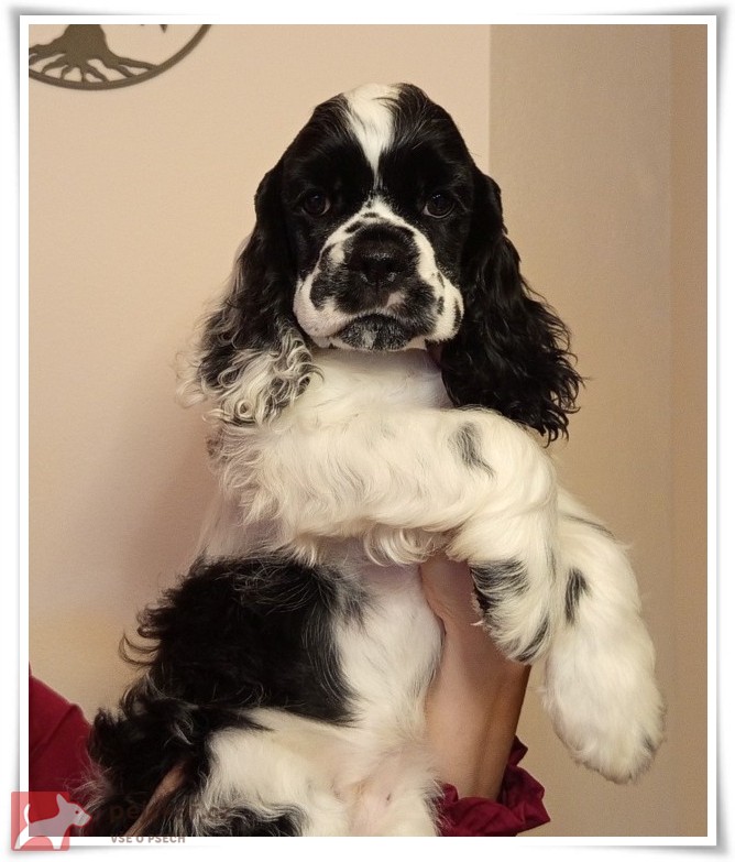 AMERICKÝ KOKRŠPANĚL AMERICKÝ KOKRŠPANĚL