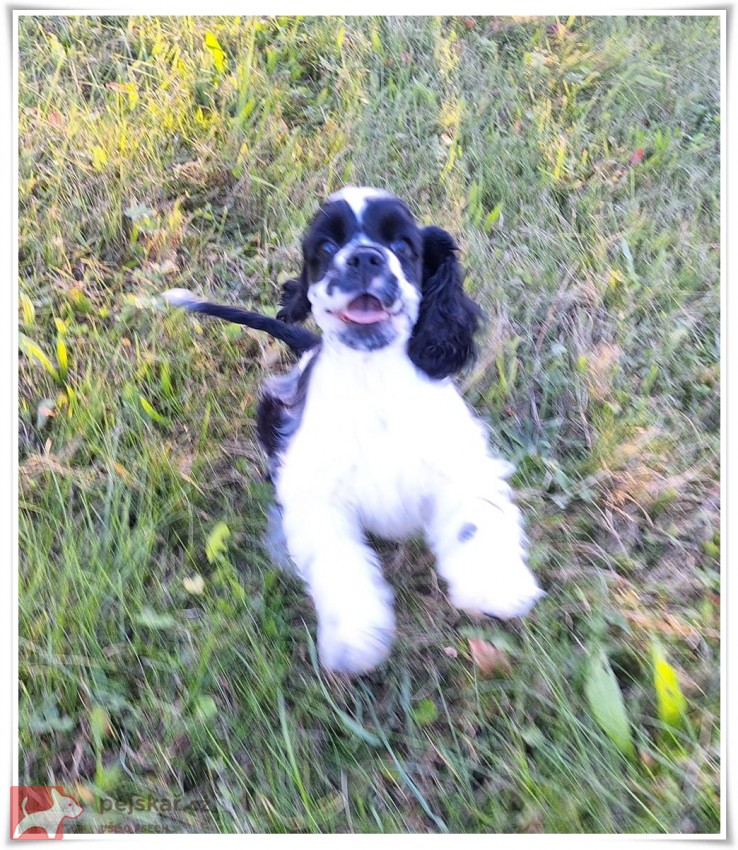 AMERICKÝ KOKRŠPANĚL AMERICKÝ KOKRŠPANĚL