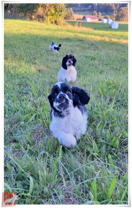 AMERICKÝ KOKRŠPANĚL AMERICKÝ KOKRŠPANĚL