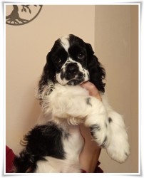 Inzerce psů AMERICKÝ KOKRŠPANĚL