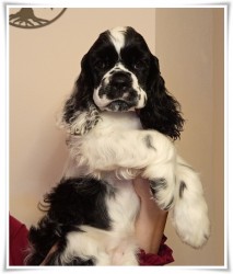 AMERICKÝ KOKRŠPANĚL