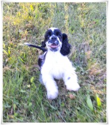 AMERICKÝ KOKRŠPANĚL