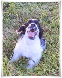 AMERICKÝ KOKRŠPANĚL