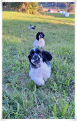 AMERICKÝ KOKRŠPANĚL