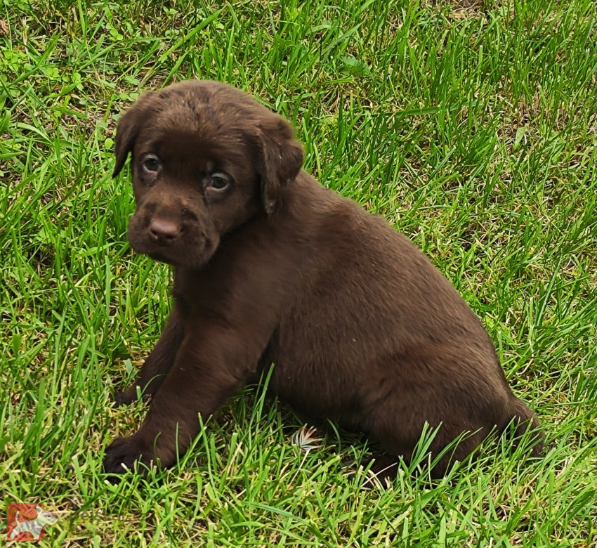 Nabídka hnědého štěněte labradorského retrievera Nabídka hnědého štěněte labradorského retrievera