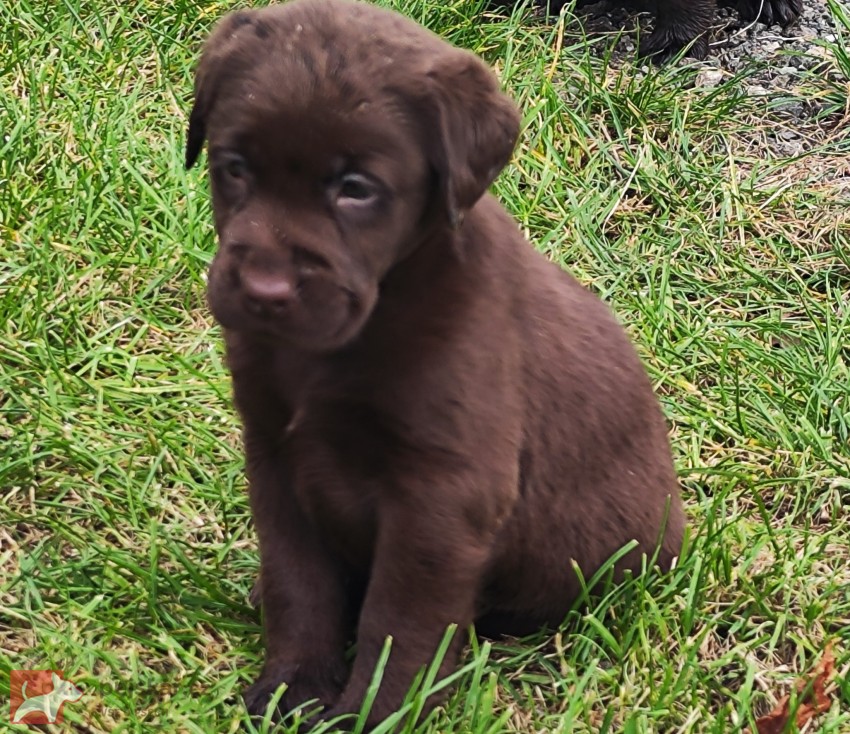 Nabídka hnědého štěněte labradorského retrievera Nabídka hnědého štěněte labradorského retrievera