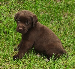 Inzerce psů Nabídka hnědého štěněte labradorského retrievera