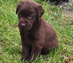 Nabídka hnědého štěněte labradorského retrievera