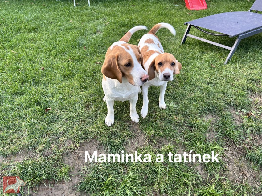 Bígl Bicolor bez PP
