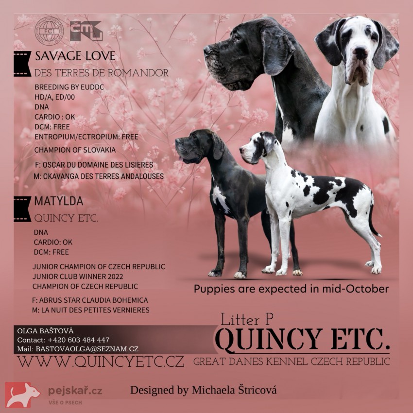 Německá doga - štěňata s PP