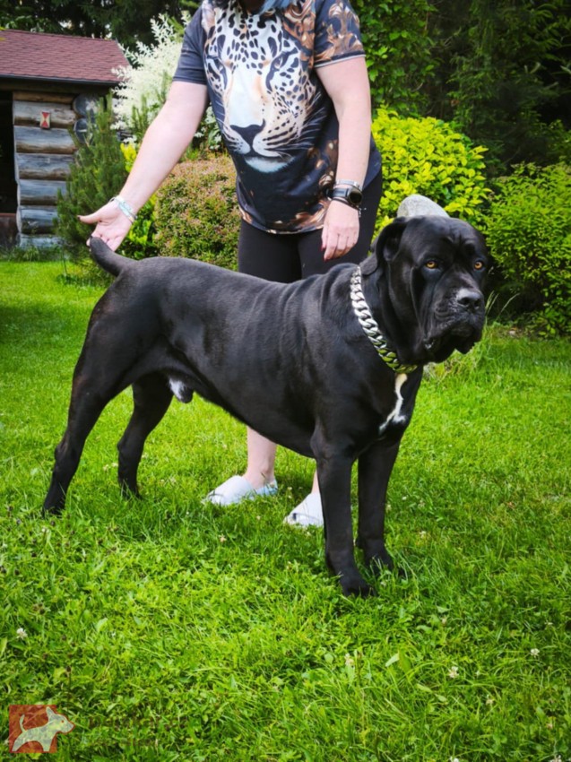 Nabídka ke krytí - Italský pes Cane Corso Nabídka ke krytí - Italský pes Cane Corso