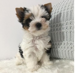 Inzerce psů Čistokrevná štěňata Yorkshirského teriéra s rodokmenem - s láskou odchovaná