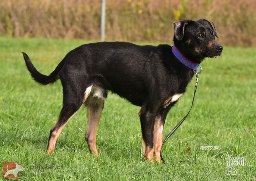 Darujeme nalezeného křížence Darujeme nalezeného křížence