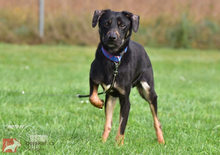 Darujeme nalezeného křížence Darujeme nalezeného křížence