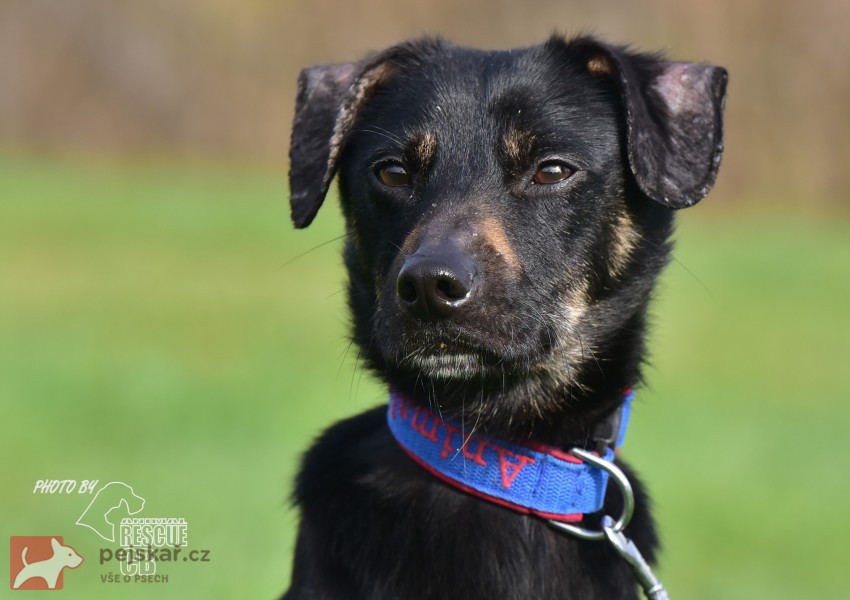 Darujeme nalezeného křížence Darujeme nalezeného křížence