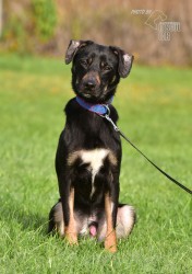 Darujeme nalezeného křížence