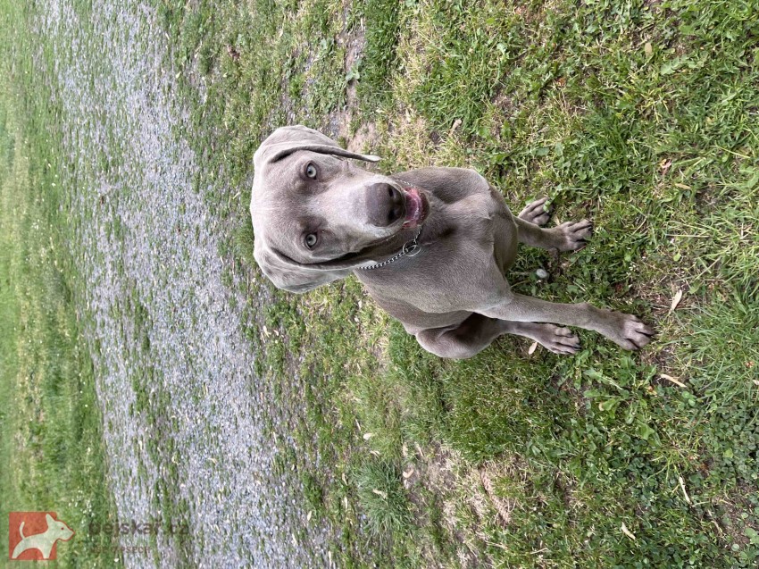 Výmarský ohař Výmarský ohař