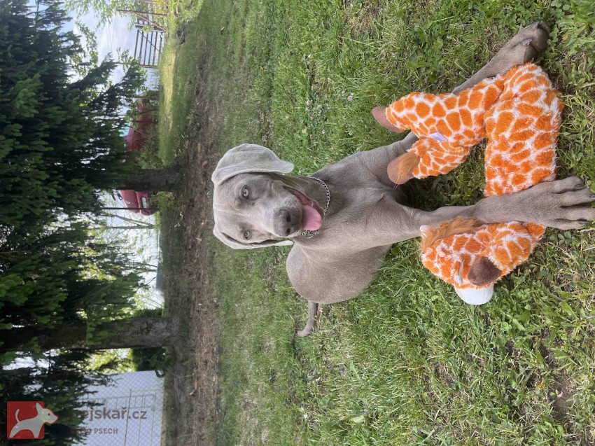 Výmarský ohař Výmarský ohař