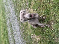 Inzerce psů Výmarský ohař