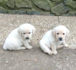 Inzerce psů Labrador s PP