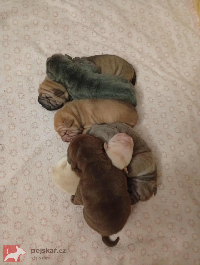 Shar-pei, šarpej - štěňátka s PP