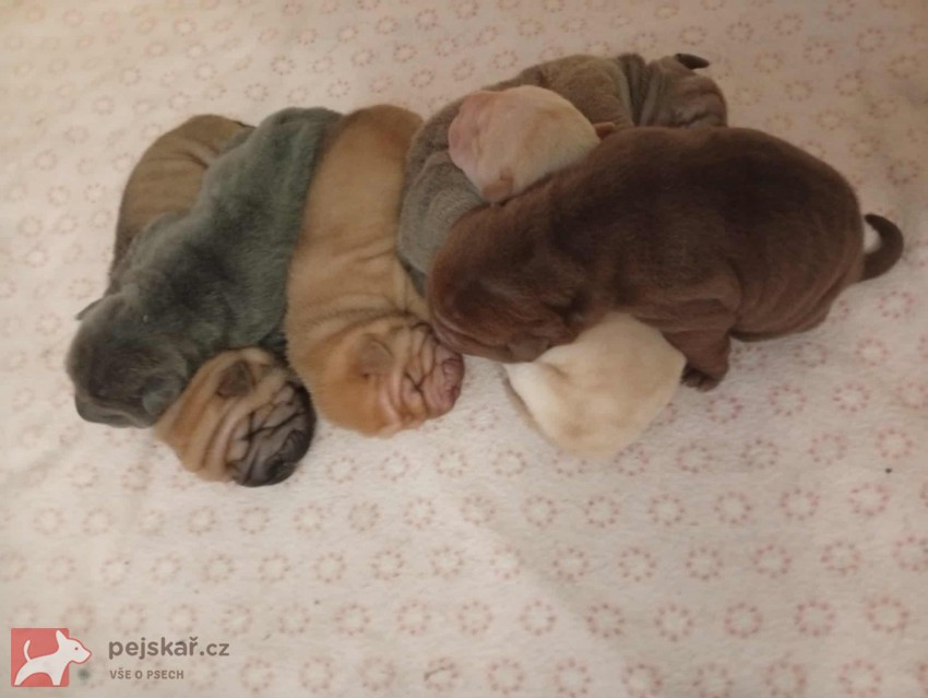 Shar-pei, šarpej - štěňátka s PP