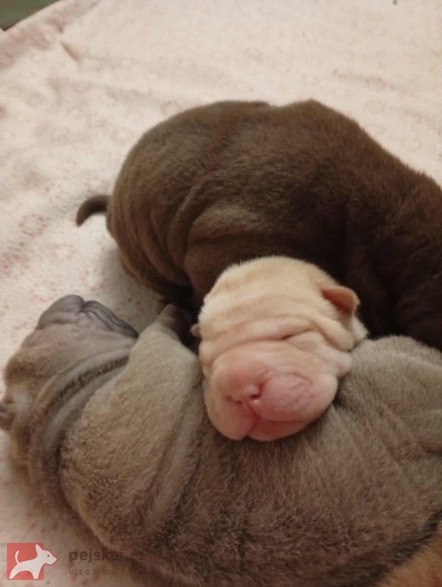 Shar-pei, šarpej - štěňátka s PP