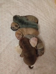 Inzerce psů Shar-pei, šarpej - štěňátka s PP