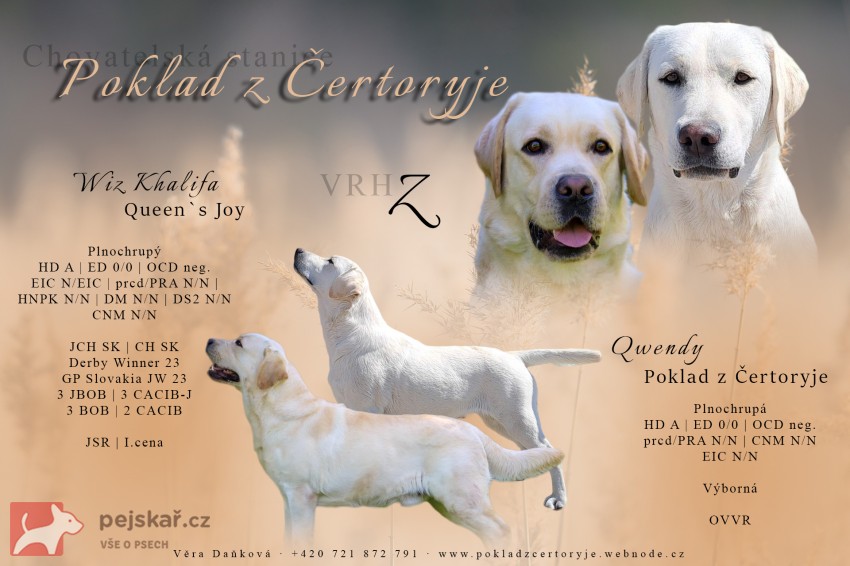 Labrador - štěňátka s PP