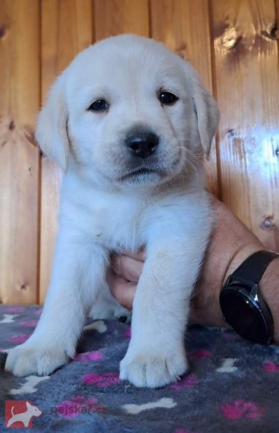 Labrador - štěňátka s PP