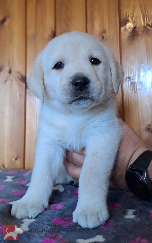 Labrador - štěňátka s PP