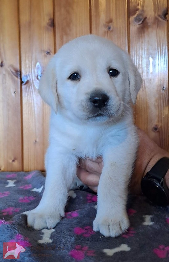 Labrador - štěňátka s PP