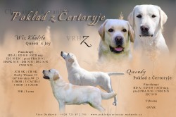 Inzerce psů Labrador - štěňátka s PP