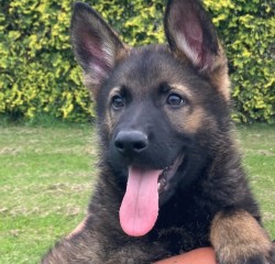 Inzerce psů Německý ovčák štěńata