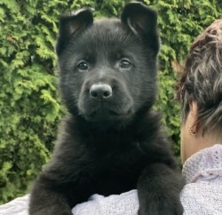 Německý ovčák štěńata