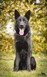 Německý ovčák štěńata