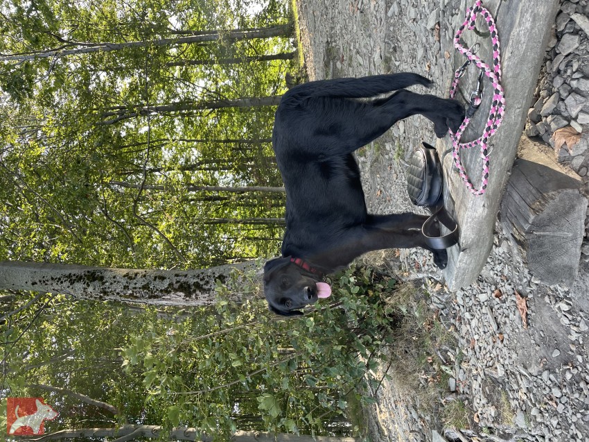 ???? Daruji krásnou fenku – černý labrador křížený s vlčákem ????