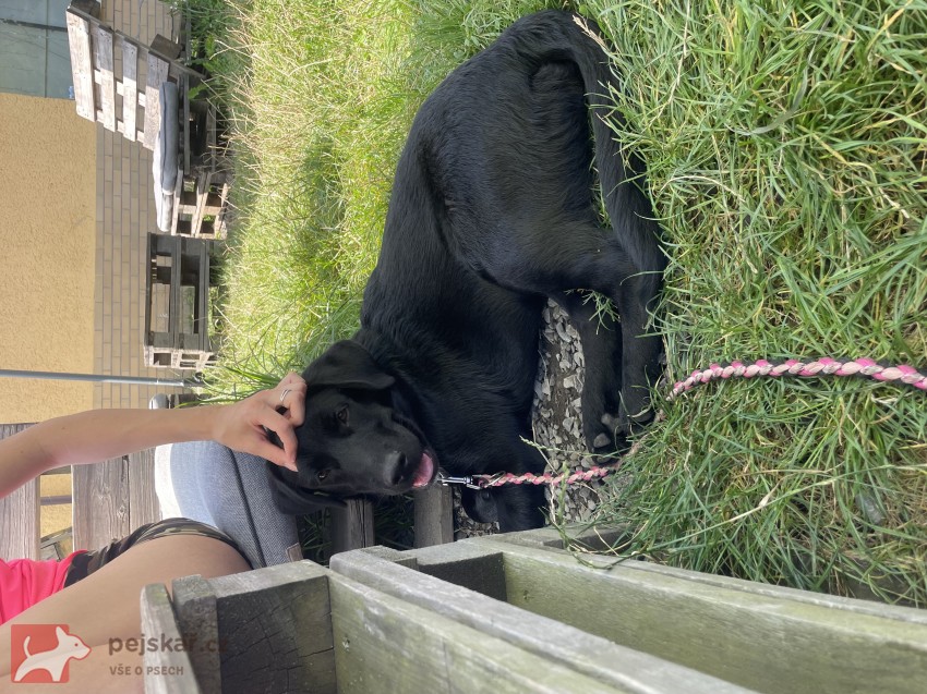 ???? Daruji krásnou fenku – černý labrador křížený s vlčákem ????