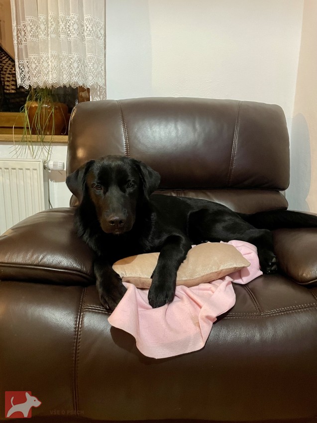???? Daruji krásnou fenku – černý labrador křížený s vlčákem ????