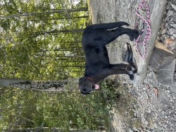 Inzerce psů ???? Daruji krásnou fenku – černý labrador křížený s vlčákem ????